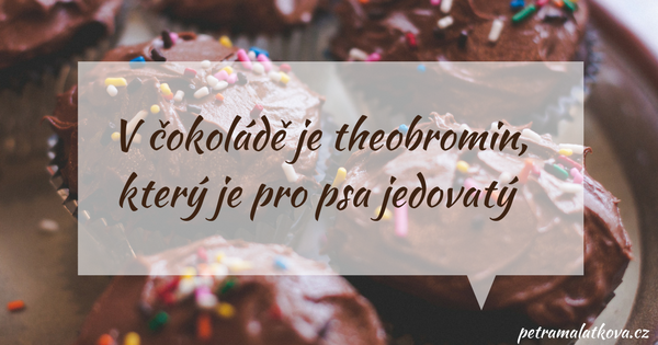 V čokoládě je theobromin, který je pro psa jedovatý.